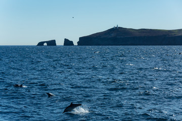 Naklejka premium Dolphins jump out of the water in the Pacific ocean in front of Anacapa Island in the Chanel Islands with lighthouse and rock arch off the California Coast