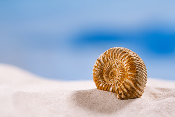ammonite nautilus shell  on white beach  sand