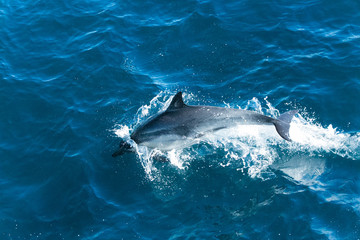 Obraz premium Dolphins jump in the Pacific ocean off the coast of Ventura, California