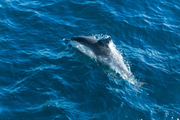 Naklejka premium Dolphins jump in the Pacific ocean off the coast of Ventura, California