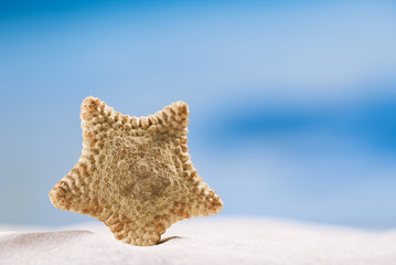 Fototapeta na wymiar rare deepwater starfish with ocean, on white sand beach, sky and seascape, shallow dof