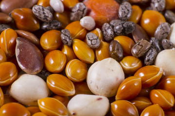 Millets form a group of several cereal crops with small seed, possess a high protein content and require little water to grow. This is also a cereal of solid economy