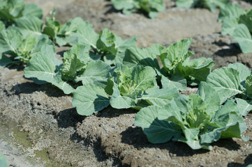 view of a freshly growing cabbage field.butterfly.