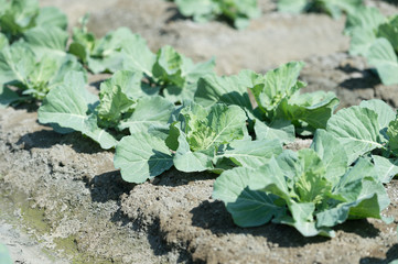 Naklejka premium view of a freshly growing cabbage field.butterfly.