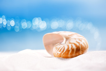 Fototapeta na wymiar nautilus shell on white beach sand and blue seascape backgroun