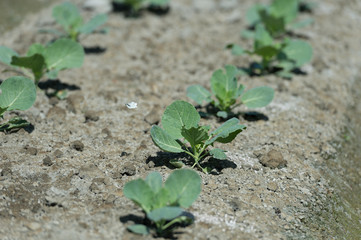 view of a freshly growing cabbage field.butterfly.