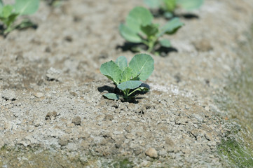 view of a freshly growing cabbage field.butterfly.