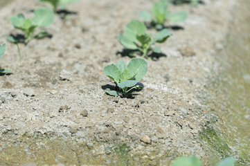 view of a freshly growing cabbage field.butterfly.