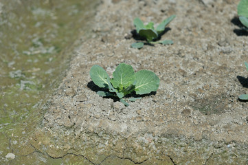 view of a freshly growing cabbage field.butterfly.
