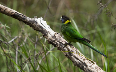 Ringneck Parrot perched on branch