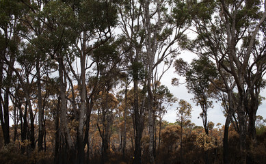 Charred trees in Australian outback