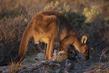 Kangaroo couches to feed in sand dune at sunsert