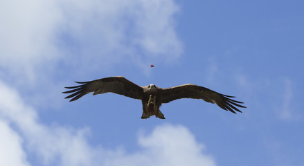 Eagle swoops to catch prey with feet