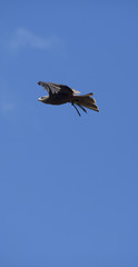 Eagle in flight, blue sky