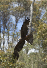 Wedge-Tailed Eagle flying in forest