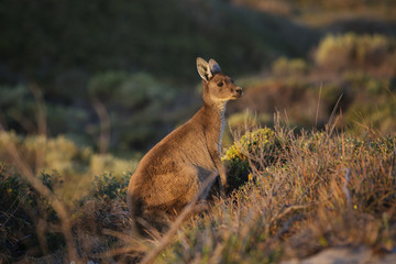 Kangaroo alert on sand dune and long grass
