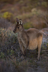 Kangaroo in sand dune and long grass