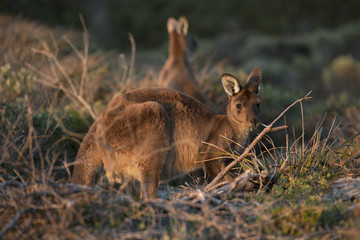Kangaroos grazing in long grass