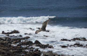 Seagull flying over coastal rocks and waves