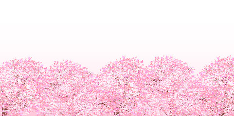 Obraz premium 桜 春 花 背景