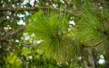 Green leaves of pine in the natura.