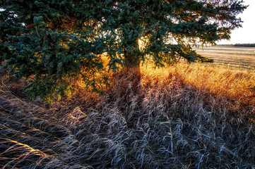 Sunset Tree Grass 01