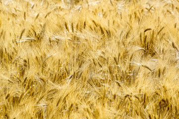 Golden Grain 02