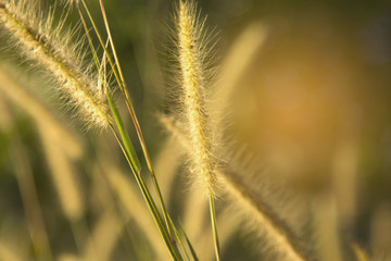Golden light in the morning with a spring meadow. Abstract background.