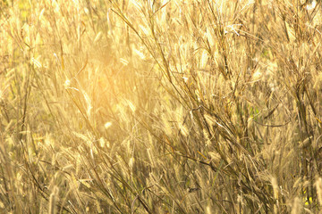 Golden light in the morning with a spring meadow. Abstract background.