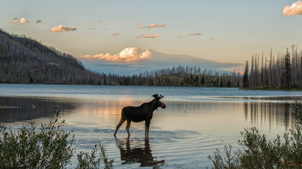 Moose standing in Montana mountain lake at dusk - obrazy, fototapety, plakaty