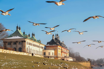 Schloss Pillnitz im Winter mit Graugans Schwarm