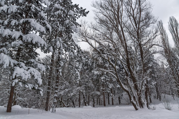Fototapeta premium Amazing Winter view with snow covered trees in South Park in city of Sofia, Bulgaria