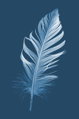 pen feather, x-ray effect