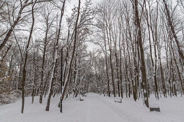 Amazing Winter view with snow covered trees in South Park in city of Sofia, Bulgaria