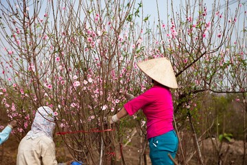 farmers and peach flowers blossom in Spring;