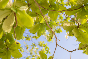 Green  sea almond leaves with tree branch