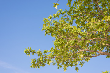 Green  sea almond leaves with tree branch