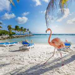 Three flamingos on the beach - obrazy, fototapety, plakaty