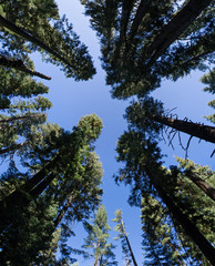 Fototapeta premium Forest Perspective