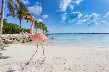 Keuken foto achterwand Flamingo Drie flamingo& 39 s op het strand