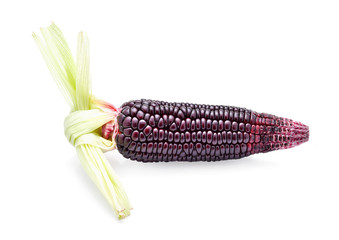 Ripe purple corn isolate on white background