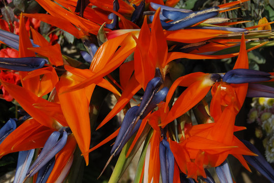 Stuning flower