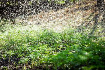 Green seedling in the field and water drop on its as save world