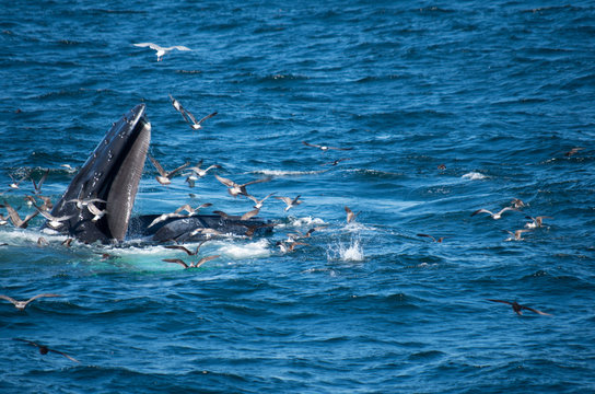 Humpback Whale Baleen