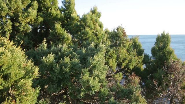 Green juniper forest and sea