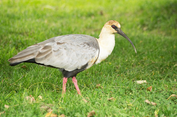 Black Faced Ibis