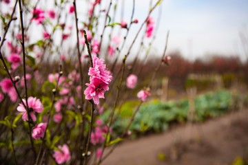 Fototapeta premium Peach flowers in garden
