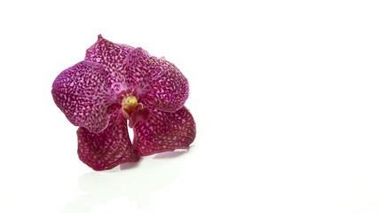 Orchid isolated, multiple orchid isolated on white background