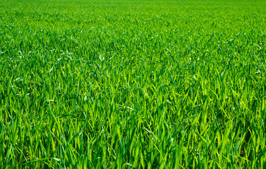 green grass background with selective focus