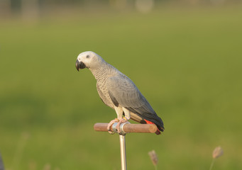 Grey parrot